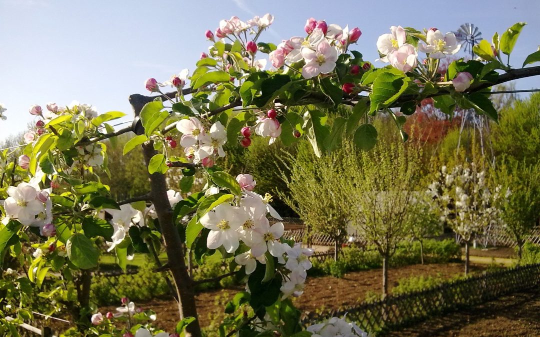 Petite démonstration de taille sur arbres fruitiers !