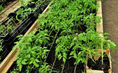 Comment transplanter en pleine terre correctement vos jeunes plants de tomates au jardin potager?