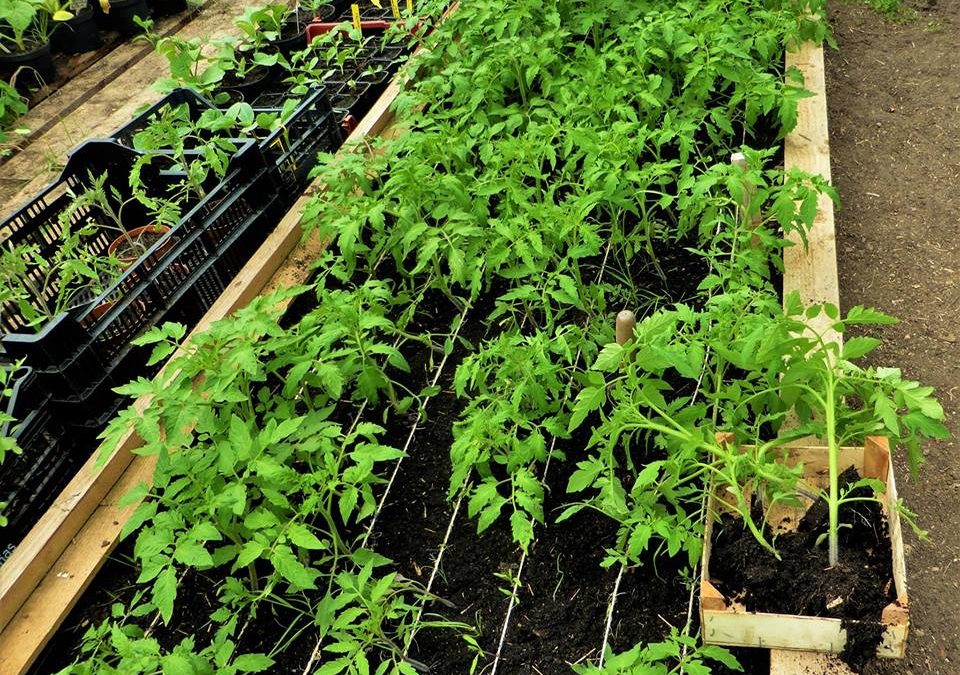 Comment transplanter en pleine terre correctement vos jeunes plants de tomates au jardin potager?