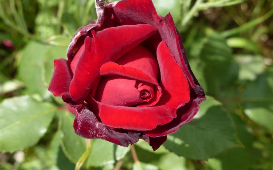 Chaque fleur est une rime en devenir
