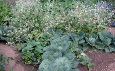 Le compagnonnage ou les bonnes associations au potager vous connaissez ?