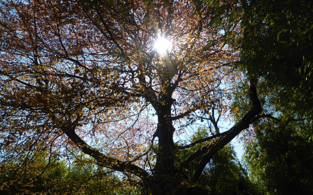 Arrêtons au plus vite l’odieux déclin de nos forêts en France et dans le monde!