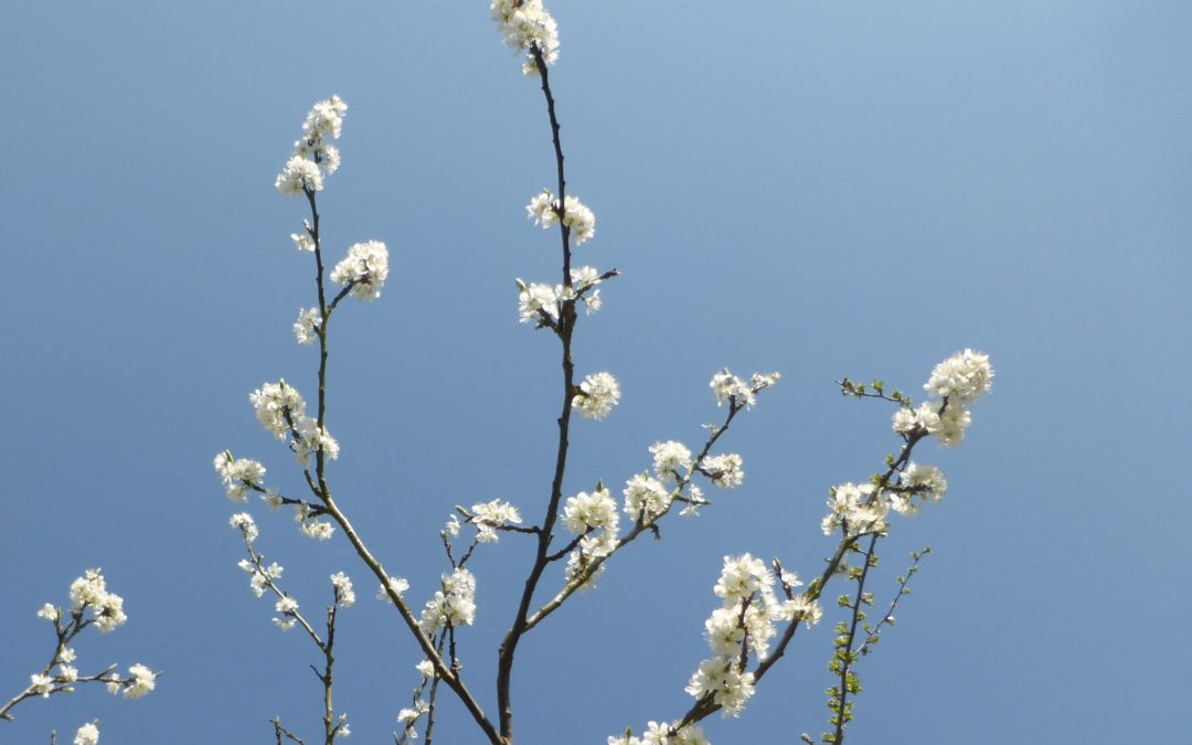 Pourquoi le ciel est-il aussi bleu et pourtant pourquoi sommes-nous encore aussi malheureux ?