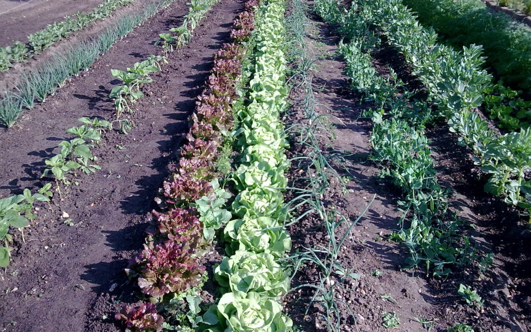 Comment faire facilement ses plants au jardin potager ?