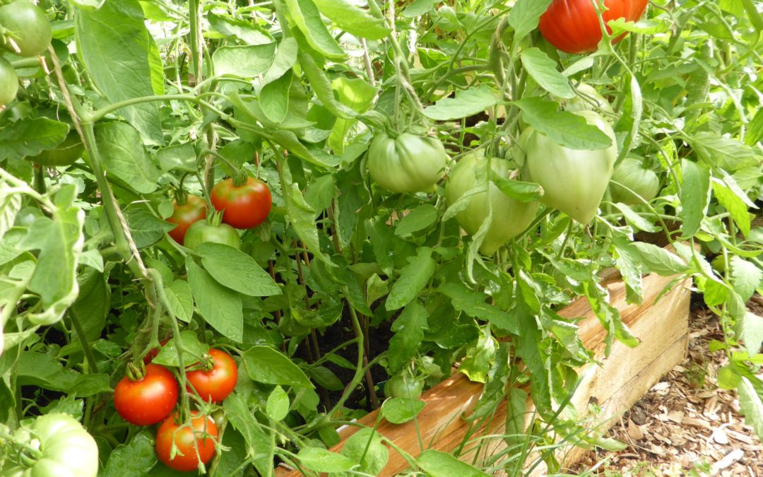 Micro culture potagère ou fruitière sur terrasse ou balcon ?