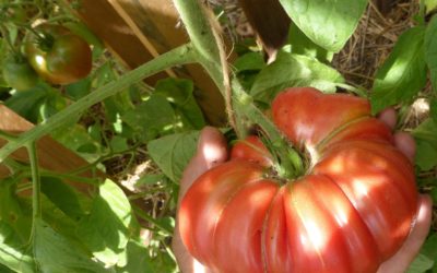 Plantations de tomates au jardin potager