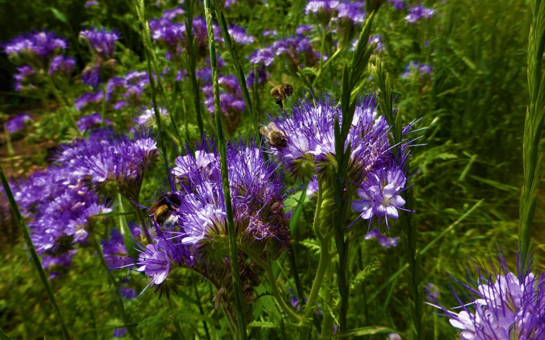 Agriculture et apiculture urbaine