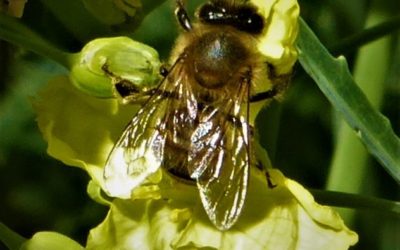 Belle petite abeille transporteuse de miel