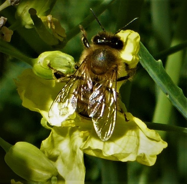 Belle petite abeille transporteuse de miel