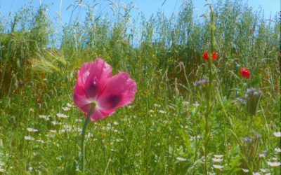 Espaces nectarifères et pollinifères au jardin pédagogique du Rouillard fin mai 2020