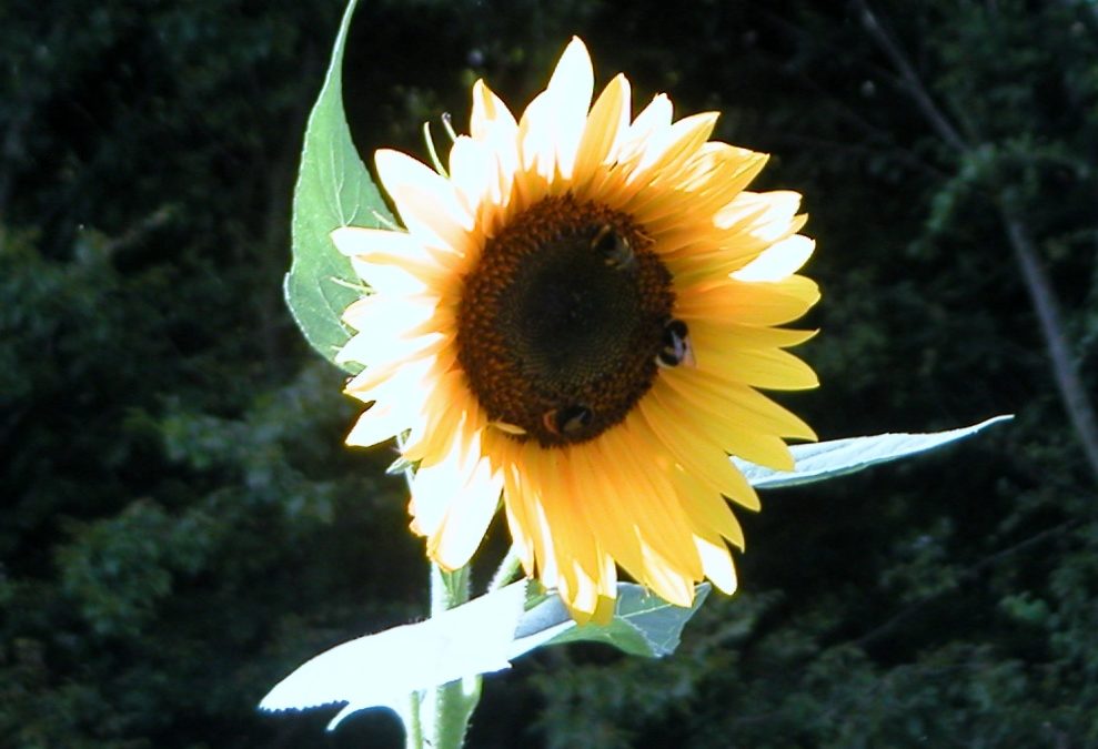 Tu es ma plus belle fleur l’élue de mon cœur !