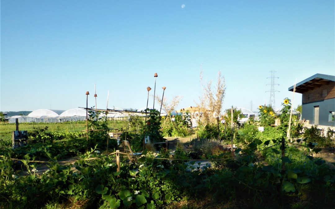 Notre jardin de Cocagne